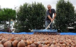 Karadeniz Bölgesi’nde Gençlerin Tarıma İlgisizliği Fındık Üretimini Olumsuz Etkiliyor