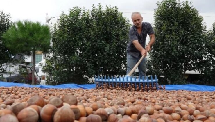 Karadeniz Bölgesi’nde Gençlerin Tarıma İlgisizliği Fındık Üretimini Olumsuz Etkiliyor